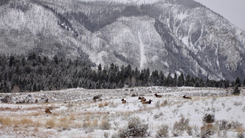 Yellowstone