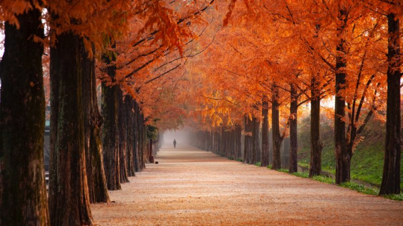 Orange Trees