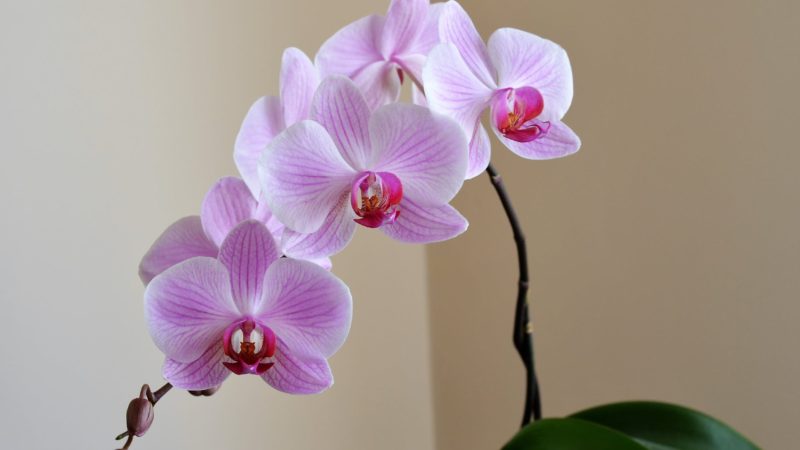 Pink Moth Orchid