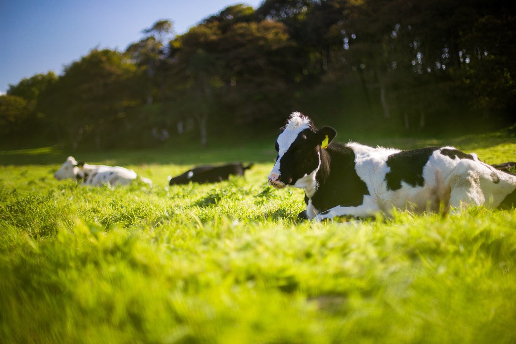 【英文】中英文大不同 ： Milk (v.)